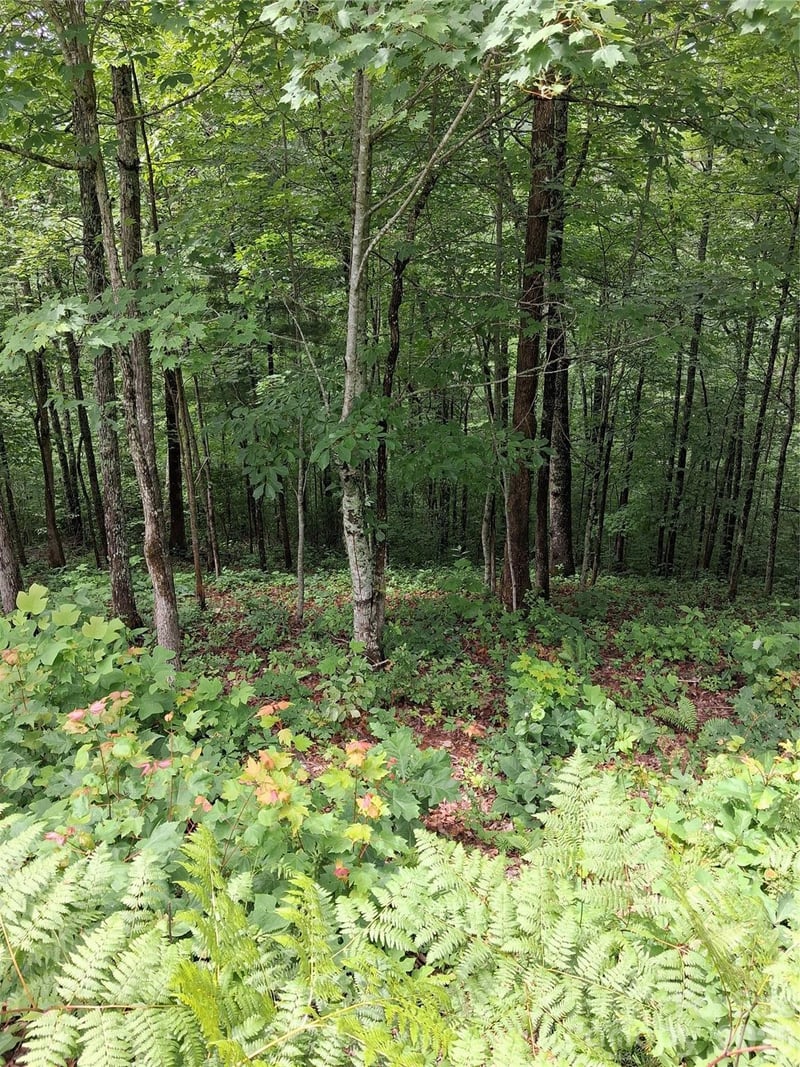 TBD Preservation Trail Apt 47, Sylva, NC -  - $44,900
